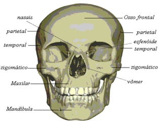 5. osteologia