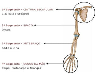 5. osteologia
