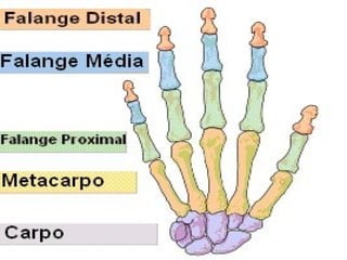 5. osteologia