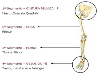 5. osteologia