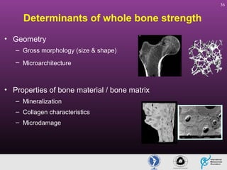 36

Determinants of whole bone strength
• Geometry
– Gross morphology (size & shape)
– Microarchitecture

• Properties of bone material / bone matrix
– Mineralization
– Collagen characteristics
– Microdamage

 