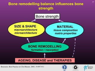 Bone remodelling balance influences bone
strength
Bone strength
SIZE & SHAPE
macroarchitecture
microarchitecture

MATERIAL
tissue composition
matrix properties

BONE REMODELLING
formation / resorption

AGEING, DISEASE and THERAPIES
Bouxsein. Best Practice in Clin Rheum. 2005; 19:897-911

37

 