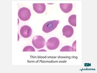 Paraby 5-Parasitology Branch Lecture in microbiology | PDF