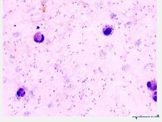 Paraby 5-Parasitology Branch Lecture in microbiology | PDF
