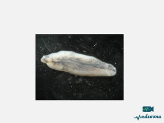 Paraby 5-Parasitology Branch Lecture in microbiology | PDF