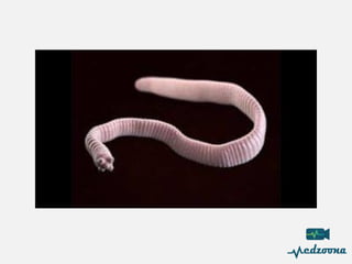 Paraby 5-Parasitology Branch Lecture in microbiology | PDF