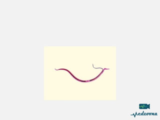 Paraby 5-Parasitology Branch Lecture in microbiology | PDF