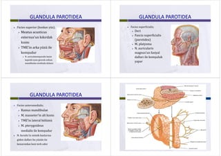 GLANDULA PAROTIDEAGLANDULA PAROTIDEA
 Facies superior (konkav yüz); 
 Meatus acusticus
externus’un kıkırdak 
kısmı
 TME’in arka yüzü ile TME in arka yüzü ile 
komşudur
N i l t li b i N. auriculotemporalis bezin 
kapsülü içine girerek collum
mandibulae etrafında dolanır
GLANDULA PAROTIDEAGLANDULA PAROTIDEA
 Facies superficialis; 
Deri Deri 
 Fascia superficialis
( tid )(parotidea) 
 M. platysma
N i l i N. auricularis
magnus’un fasiyal
d ll il k l kdalları ile komşuluk 
yapar
GLANDULA PAROTIDEAGLANDULA PAROTIDEA
 Facies anteromedialis; 
 Ramus mandibulae
 M. masseter’in alt kısmı
 TME’in lateral bölümü 
 M pterygoideus M. pterygoideus
medialis ile komşudur 
 N. facialis’in mimik kaslarına 
giden dalları bu yüzün ön 
kenarından bezi terk eder
 