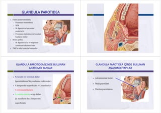 GLANDULA PAROTIDEAGLANDULA PAROTIDEA
 Facies posteromedialis;
P t id Processus mastoideus
 SCM
 M digastricus’un venter M. digastricus un venter
posterior’u
 Processus styloideus ve buradan Processus styloideus ve buradan 
başlayan kaslar
 Bezin apeksi; p
 M. digastricus’u ve trigonum
caroticum’u kısmen örter 
 TME’in arka kısmı ile komşudur
GLANDULA PAROTIDEA İÇİNDE BULUNAN GLANDULA PAROTIDEA İÇİNDE BULUNAN 
ANATOMİK YAPILARANATOMİK YAPILAR
 N. facialis ve  terminal dalları
(parotidektomi’de yaralanma riski vardır)
 V. temporalis superficialis + v. maxillaris = 
V. retromandibularis
 A. carotis externa ve uç dalları 
(a. maxillaris ile a. temporalis 
superficialissuperficialis
GLANDULA PAROTIDEA İÇİNDE BULUNAN GLANDULA PAROTIDEA İÇİNDE BULUNAN 
ANATOMİK YAPILARANATOMİK YAPILAR
 A.transversa faciei A.transversa faciei
 Nodi parotideip
 Ductus parotideus
 