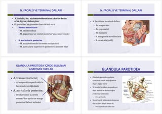 N FACIALIS VE TERMİNAL DALLARIN FACIALIS VE TERMİNAL DALLARIN. FACIALIS VE TERMİNAL DALLARIN. FACIALIS VE TERMİNAL DALLARI
 N. facialis, for.  stylomastoideum’dan çıkar ve bezin 
arka, iç yan yüzüne girer ç y y g
 Gl. parotidea’ya girmeden önce iki dal verir
 Ramus muscularis
 M. stylohyoideus
 M. digastricus’un venter posterior’unu  innerve ederg p
 N. auricularis posterior N. auricularis posterior
 M. occipitofrontalis’in venter occipitalis’i
 M. auricularis superior ve posterior’u innerve eder M. auricularis superior ve posterior u innerve eder
N FACIALIS VE TERMİNAL DALLARIN FACIALIS VE TERMİNAL DALLARIN. FACIALIS VE TERMİNAL DALLARIN. FACIALIS VE TERMİNAL DALLARI
 N. facialis ve terminal dalları;;
 Rr. temporales
R ti i Rr. zygomatici
 Rr. buccales
 R. marginalis mandibularis
 R. cervicalis (colli)ce ca s (co )
GLANDULA PAROTIDEA İÇİNDE BULUNAN GLANDULA PAROTIDEA İÇİNDE BULUNAN ÇÇ
ANATOMİK ANATOMİK YAPILARYAPILAR
 A. transversa faciei; ;
 A. temporalis superficialis’in
b i i d diği d ldbez içinde verdiği daldır
 A. auricularis posterior;p ;
 Bez içerisinde a.carotis
t ’d lexterna’dan ayrılır ve margo
posterior’da bezi terkeder
GLANDULA PAROTIDEAGLANDULA PAROTIDEA
 Glandula parotidea, gelişim 
sürecinde yanak boşluğundan 
dışarı doğru büyür
 N. facialis’in dalları arasında yer 
alan, medial ve derine doğru 
yerleşmiş bölümüne
 Pars profunda 
 Bezin büyük bölümünü oluşturan 
düz ve dört köşeli kısmı da ş
 Pars superficialis adını alır
 