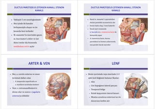 DUCTUS PAROTIDEUS (STENSEN KANALI, STENON DUCTUS PAROTIDEUS (STENSEN KANALI, STENON 
KANALI)KANALI)
 Yaklaşık 5 cm uzunluğundadır
 Bez içinde iki kanalın 
birleşmesiyle oluşur ve önbirleşmesiyle oluşur ve ön 
kenarda bezi terkeder
 M. masseter’in üzerinden geçer, 
m buccinator’u deler ve üstm. buccinator u deler ve üst 
ikinci molar diş hizasında 
vestibulum oris’e açılır
DUCTUS PAROTIDEUS (STENSEN KANALI, STENON DUCTUS PAROTIDEUS (STENSEN KANALI, STENON 
KANALI)KANALI)
 Kanal m. masseter’i çaprazlarken 
ductus parotidei accessoria’yı alır
 Duvarı kalın olup, 3 mm kadardır
 Kanal seyri esnasında 
n. buccalis ve a. transversa faciei ile 
komşuluk yapar
 A. transversa faciei, ductus,
parotideus’un hemen yukarısında, 
ona paralel olarak seyrederona paralel olarak seyreder
ARTER & VENARTER & VENARTER & VENARTER & VEN
 Bez, a. carotis externa ve onun 
terminal dalları olan 
 A temporalis superficialis ve A. temporalis superficialis ve 
a. maxillaris tarafından beslenir 
V i t dib l i ’ Veni, v. retromandibularis’e 
drene olur ve sonra v. jugularis 
externa’ya dökülür
LENFLENFLENFLENF
 Bezin içerisinde veya üzerinde 2‐3 
adet lenf düğümü bulunur Bunlar;
 Alın Alın
 Göz kapağının lateral parçası
 Temporal bölge
 Kulak kepçesinin lateral kenarı Kulak kepçesinin lateral kenarı
 Meatus acusticus externus’un ön 
duvarının lenfini alır
 