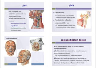 LENFLENFLENFLENF
 Bez içerisindeki lenf 
düğümleri aynı zamanda orta 
kulağında lenfini alır
 Bu lenf nodüllerinden çıkan 
d ldamarlar 
 Nodi lymphatici cervicales 
superficiales  
 Nodi lymphatici cervicales Nodi lymphatici cervicales 
profundi’ye açılır
SİNİRSİNİRSİNİRSİNİR
 Sempatikleri, p ,
 A. carotis externa ve a. meningea
di i d ki l k ’t limedia çevresindeki pleksus’tan gelir
 Parotis bezini salgılatan g
parasempatikler ise, 
 N. glossopharyngeus ile taşınır ve n. 
auriculotemporalis ile beze getirilirp g
Corpus adiposum buccae
Yeni doğanlarda büyük olduğu için yanağın dışa doğru
bombeleşmesini sağlar.
Özellikle bebeklerde m buccinator’un emme fonksiyonunaÖzellikle bebeklerde m. buccinator un emme fonksiyonuna
yardımcı olduğu bilinmektedir.
Dört yaşından sonra küçülür, tamamen kaybolmaz.
Zayıflama olan hastalarda da etkilenmez hacmi değişmezZayıflama olan hastalarda da etkilenmez, hacmi değişmez.
Parietal, temporal, maxillar kemiklerin defektlerinde kemik grefti
destekleyici olarak pediculer greft olarak kullanılmaktadır.
 