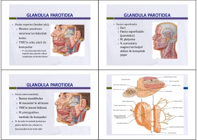 Glandula parotidea