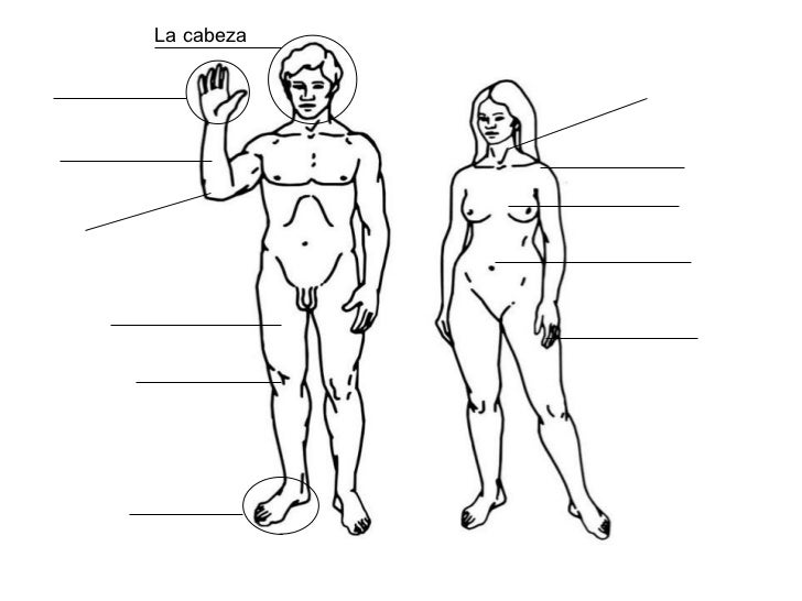5 Partes Del Cuerpo Humano