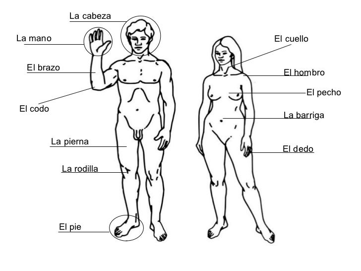 5 Partes Del Cuerpo Humano