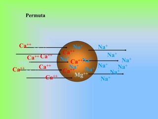 Permuta
Ca++
Mg++
Ca++
Ca++
Ca++
Ca++Ca++
Ca++
Ca++
Ca++
Mg++
Mg++
Mg++
Na+
Na+
Na+
Na+
Na+
Na+
Na+
Na+
Na+
Na+
Ca++
Na+
Na+
 