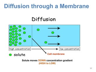 Physiology of membrane transport | PPTX