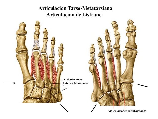 5 pie clasificacion articular del conjunto