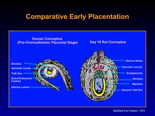 Relative Morphology of Extraembryonic Membranes in Mammals: Their Roles ...