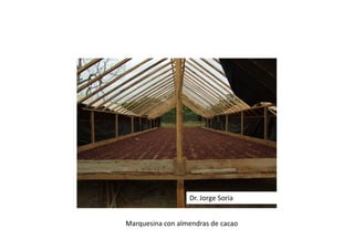 Marquesina con almendras de cacao
Dr. Jorge Soria
 