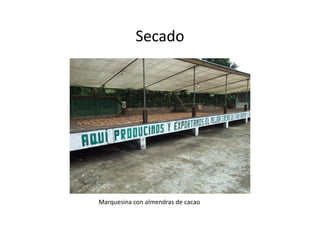 Secado
Marquesina con almendras de cacao
 