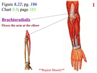 Figure 8.22; pg. 186
Chart 8.8; page 185
1
**Repeat Muscle**
?
Function?Flexes the arm at the elbow
Brachioradialis
 