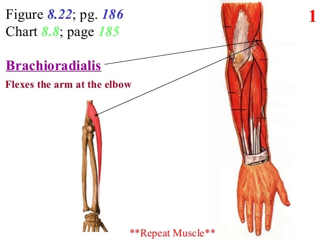 5 Posterior Arm Forearm