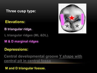 Triangular Cusp Ridge premolar | PPTX