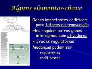 Alguns elementos-chave
Genes importantes codificam
para fatores de transcrição
Eles regulam outros genes
interagindo com ativadores
Há redes regulatórias
Mudanças podem ser
– regulatórias
– codificastes

 