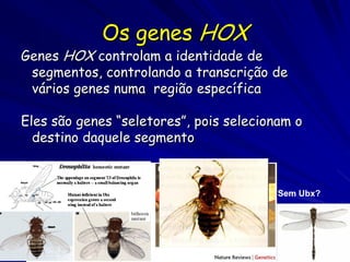 Os genes HOX

Genes HOX controlam a identidade de
segmentos, controlando a transcrição de
vários genes numa região específica

Eles são genes “seletores”, pois selecionam o
destino daquele segmento

Sem Ubx?

 