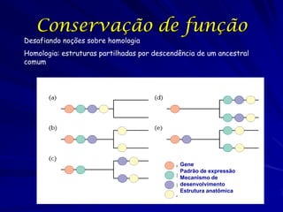 Conservação de função

Desafiando noções sobre homologia

Homologia: estruturas partilhadas por descendência de um ancestral
comum

Gene
Gene
Padrão de expressão
Mecanismo de
desenvolvimento
Estrutura anatômica

 