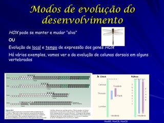 Modos de evolução do
desenvolvimento
HOX pode se manter e mudar “alvo”
OU
Evolução de local e tempo de expressão dos genes HOX
Há vários exemplos, vamos ver o da evolução de colunas dorsais em alguns
vertebrados

HoxB5, HoxC8, HoxC6

 
