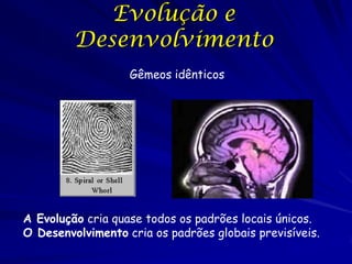 Evolução e
Desenvolvimento
Gêmeos idênticos

A Evolução cria quase todos os padrões locais únicos.
O Desenvolvimento cria os padrões globais previsíveis.

 