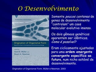 O Desenvolvimento
Somente poucos centenas de
genes de desenvolvimento
“controlam” um caos
molecular evolutivo imenso.
Os dois gêmeos genéticos
aparentem ser idênticos.

Como é possível?

Eram ciclicamente ajustados
para uma ordem emergente
convergente específica ao
futuro, num nicho estável de
desenvolvimento.
Origination of Organismal Form, Müller e Newman, 2003

 