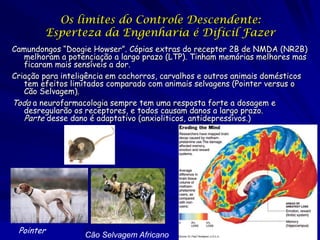 Os limites do Controle Descendente:
Esperteza da Engenharia é Difícil Fazer
Camundongos “Doogie Howser”. Cópias extras do receptor 2B de NMDA (NR2B)
melhoram a potenciação a largo prazo (LTP). Tinham memórias melhores mas
ficaram mais sensíveis a dor.
Criação para inteligência em cachorros, carvalhos e outros animais domésticos
tem efeitos limitados comparado com animais selvagens (Pointer versus o
Cão Selvagem).
Toda a neurofarmacologia sempre tem uma resposta forte a dosagem e
desregularão os receptores, e todos causam danos a largo prazo.
Parte desse dano é adaptativo (anxioliticos, antidepressivos.)

© 2007 Accelerating.org
Pointer

Cão Selvagem Africano

 