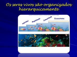 Os seres vivos são organizados
hierarquicamente
Ecossistema

 