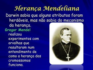 Herança Mendeliana

Darwin sabia que alguns atributos foram
herdáveis, mas não sabia do mecanismo
da herança.

Gregor Mendel
realizou
experimentos com
orvalhas que
resultaram num
entendimento de
como a herança dos
cromossomos
funciona.

 