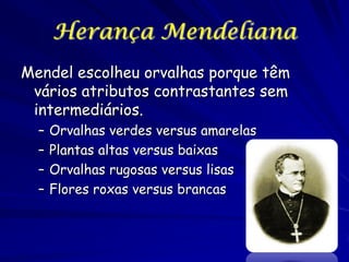 Herança Mendeliana
Mendel escolheu orvalhas porque têm
vários atributos contrastantes sem
intermediários.
–
–
–
–

Orvalhas verdes versus amarelas
Plantas altas versus baixas
Orvalhas rugosas versus lisas
Flores roxas versus brancas

 