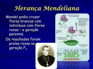 Herança Mendeliana
Mendel podia cruzar
flores brancas com
indivíduos com flores
roxas – a geração
parental.
Os resultados foram
proles roxas na
geração F1.

 