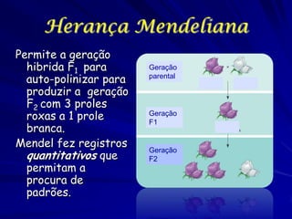 Herança Mendeliana
Permite a geração
hibrida F1 para
auto-polinizar para
produzir a geração
F2 com 3 proles
roxas a 1 prole
branca.
Mendel fez registros
quantitativos que
permitam a
procura de
padrões.

Geração
parental

Geração
F1

Geração
F2

 