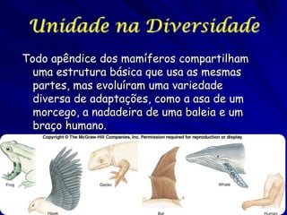 Unidade na Diversidade
Todo apêndice dos mamíferos compartilham
uma estrutura básica que usa as mesmas
partes, mas evoluíram uma variedade
diversa de adaptações, como a asa de um
morcego, a nadadeira de uma baleia e um
braço humano.

 