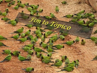 Ecologia de Populações
Prof. Dr. Harold Gordon Fowler
19-3526-4230
popecologia@hotmail.com

 