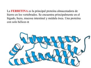 La  FERRITINA  es la principal proteína almacenadora de hierro en los vertebrados. Se encuentra principalmente en el hígado, bazo, mucosa intestinal y médula ósea . Una proteína con solo hélices   