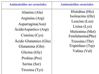 Aminoácidos no esenciales Aminoácidos esenciales Alanina (Ala) Arginina (Arg) Asparragina(Asn) ÁcidoAspartico (Asp)  Cisteína (Cys) Ácido Glutamico (Glu) Glutamina (Gln)  Glicina (Gly)  Prolina (Pro)  Serina (Ser)  Tirosina (Tyr) Histidina (His) Isoleucina ((Ile) Leucina (Leu)  Lisina (Lys) Metionina (Met) Fenilalanina(Phe) Treosina (Thr) Triptófano (Trp)  Valina (Val) 
