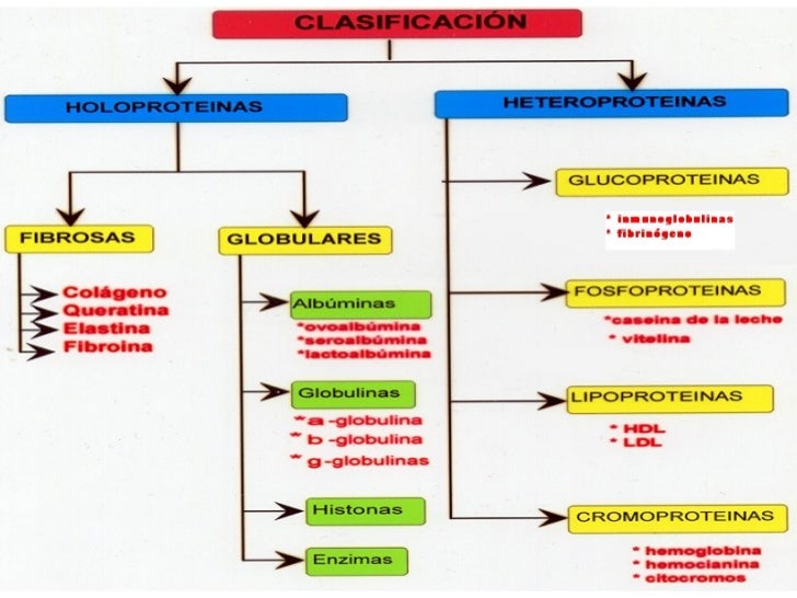 5. proteinas clases