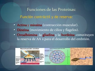 1 g de proteína = 4 kcal