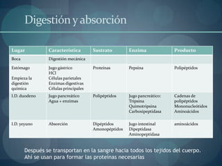 Funciones de las Proteínas:Función reguladora y homeostática: Regulan la expresión de ciertos genes y otras regulan la división celular  (ciclina).