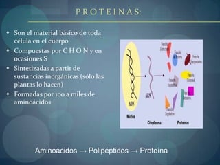 Identificar los elementos de los que están compuestas las proteínas