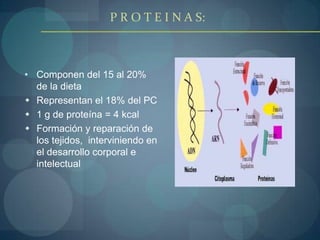 Describir los efectos de la deficiencia de proteínas