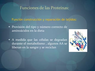 Distinguir entre nutrientesestructurales y energéticos